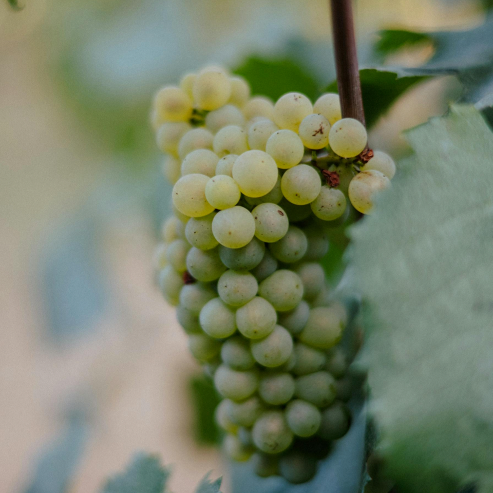 Weiße Trauben am Rebstock als Grundlage für hochwertige Schaumweine