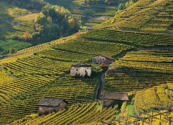 Weinberge am Hang im Sonnenschein mit alter Hütte